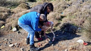 Πρόσκοποι έσωσαν φλαμίνγκο στους υγρότοπους της Λέσβου