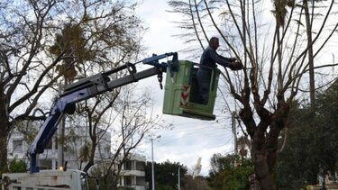 Εργασίες κλαδέματος από τον Δήμο Χανίων - Πού θα πραγματοποιηθούν