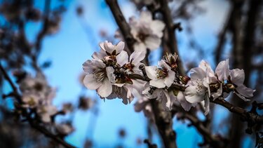 Εαρινή ισημερία 2024: Πότε είναι η πρώτη μέρα της άνοιξης