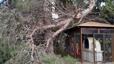 Τάφοι των Βενιζέλων: Δεν άντεξαν τα δέντρα στη μανία των ανέμων!