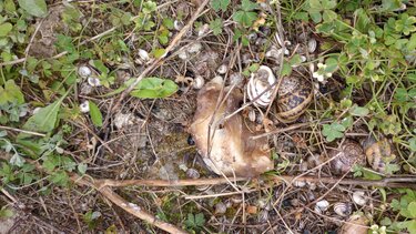 Εντοπίστηκαν φόλες στην περιοχή της Σκοπής στη Σητεία: Δηλητηριάστηκε ένα σκυλί