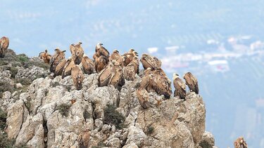 Ορνιθολογική εταιρεία: Πρωτοφανής απειλή για τους γύπες της Κρήτης