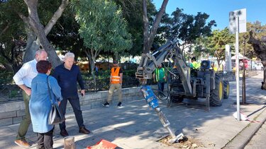 Τέσσερα νέα δέντρα για κάθε άρρωστο που κόβεται