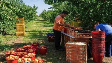 Κρήτη: Βάζουν και δεύτερες καλλιέργειες για να κρατήσουν τους εργάτες γης!