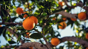 "Σφαγή" στις ενισχύσεις για τις δενδρώδεις καλλιέργειες"