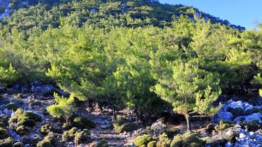 Δήμος Βιάννου: Πολύ υψηλός κίνδυνος πυρκαγιάς την Κυριακή