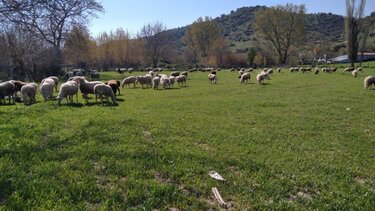 Σε Λάρισα και Κόρινθο τα νέα κρούσματα πανώλης