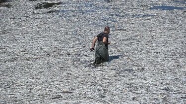 Ο Μπέος κατηγορεί τον Κουρέτα ότι έδωσε εντολή να θάψουν τα ψάρια - "Δεν υπάρχει λάκκος, τα καίμε" 