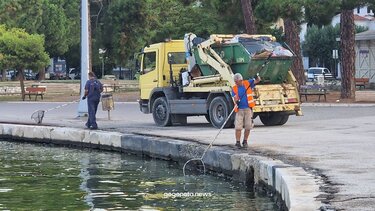 Αποκρουστικό θέαμα στον Βόλο: Γέμισε νεκρά ψάρια ολόκληρος ο Παγασητικός - Δείτε βίντεο