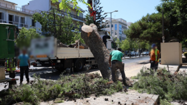 Μετά το δικαστήριο, ξαναρχίζουν την κοπή των δέντρων!