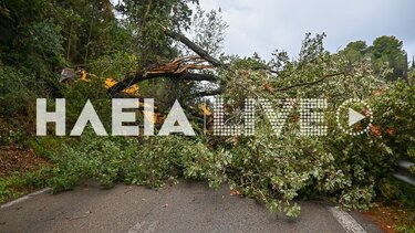 Ηλεία: Ανεμοστρόβιλος ξερίζωσε δέντρα και προκάλεσε ζημιές