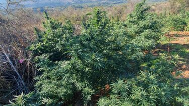 Βρήκαν "ορφανή" φυτεία με 222 δενδρύλλια και 86 κιλά κάνναβης