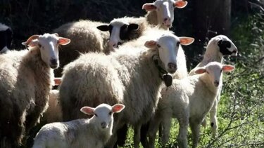 Πανώλη και ευλογιά “χτύπησαν” το 2024 τη Θεσσαλία