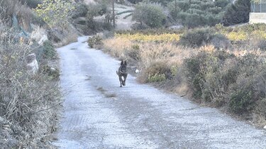 Σκύλος, Κυνήγι, Ηράκλειο 