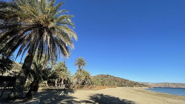 Φοινικόδασος