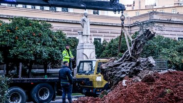 ελιά 770 ετών