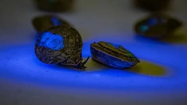 σαλιγκάρια