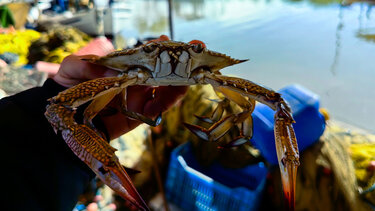 Μπλε καβούρι