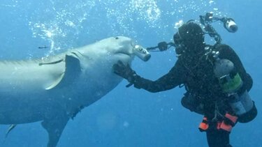 δύτης, καρχαρίας