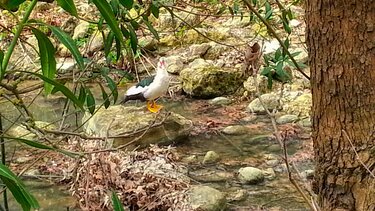 fysi via dromoi zois