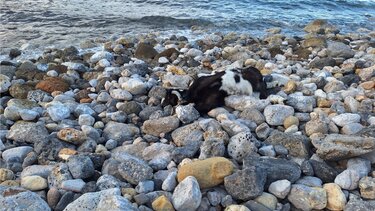 Κατσίκα, Αρίνα