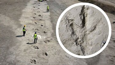 πατημασιές, δεινόσαυροι