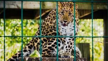 Ζωολογικός κήπος