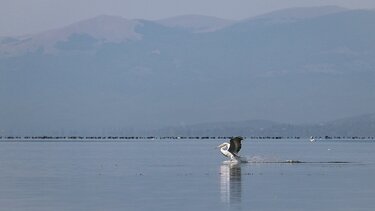 Πρέσπες, Πτηνά