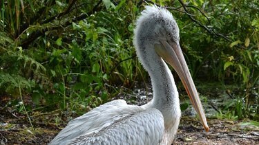 Αργυροπελεκάνος