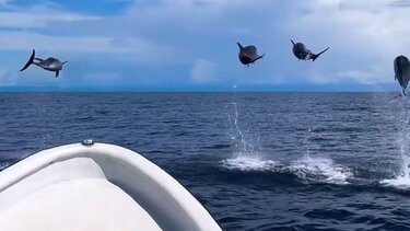 Δελφίνια, Κολομβία