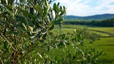 Ελιές, Καλλιέργεια, Κρήτη