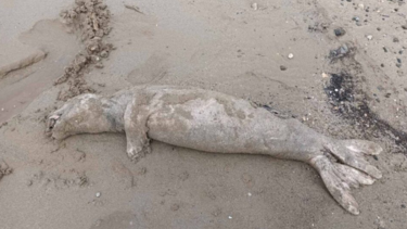 Φωκια, Χανια