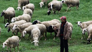 Πρόβατα, κοπάδι