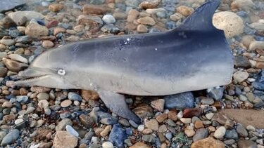 Δελφίνι κομμένο Ρέθυμνο