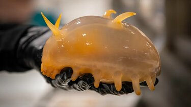 Θαλάσσιο Γουρούνι