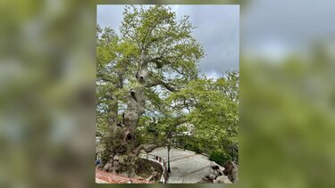 Πλάτανος Κράσι