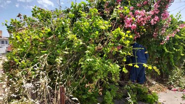 Οι νοτιάδες προκάλεσαν πτώση δέντρο στα Χανιά