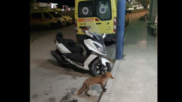 αλεπού -εκαβ