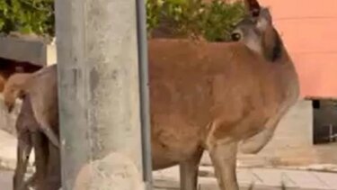 Πάρνηθα: Ελαφίνα έχασε το νεογνό στη γέννα - Σώθηκε τη τελευταία στιγμή με παρέμβαση των κατοίκων