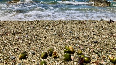 Όταν οι πολίτες ενώνουν δυνάμεις με την επιστήμη: Το θαύμα της Ποσειδωνίας στην πράξη!