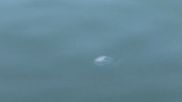 μέδουσες, θεσσαλονικη