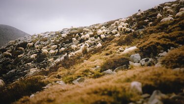 κτηνοτρόφος