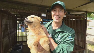 διάσωση, σκυλιά