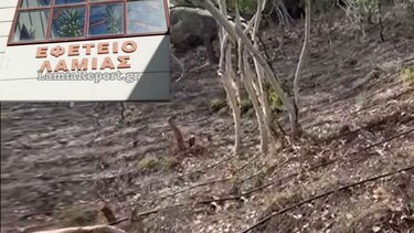 Λιβανάτες, Χασισοφυτεία