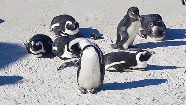 Αφρικανικοί πιγκουίνοι