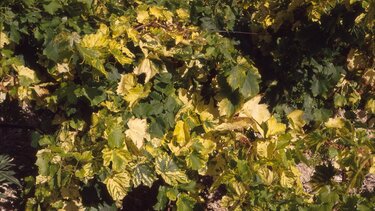 Αμπέλι, Ιός