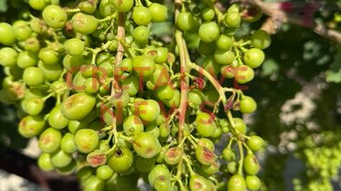 Αμπέλια, Χαλάζι, Ζημιές