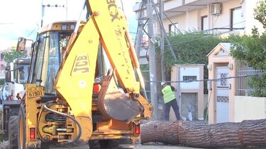 Πτώση δέντρου