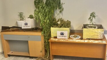 Δενδρύλλια, Γόρτυνα