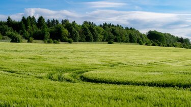 Καλλιέργεια